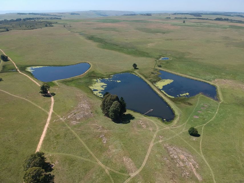 TFFC Dams 2, 5 and 6