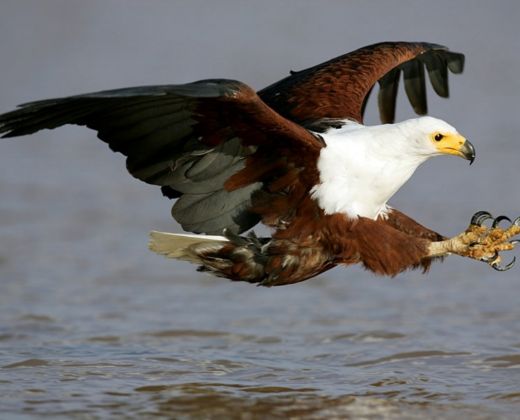 fish eagle tffc