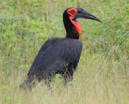 southern ground hornbill tffc