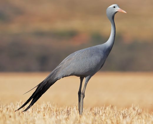 blue crane tffc