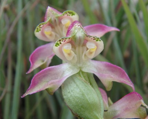 Disperis cooperi (orchid) Jan-Feb