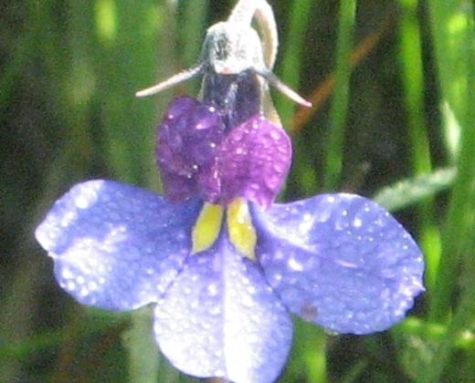 Lobelia decipens tffc